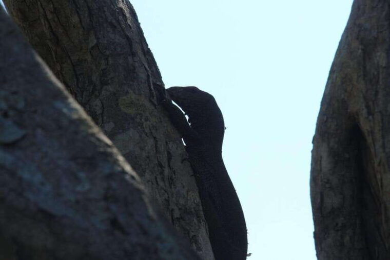 from-ella-udawalawa-safari-drop-hikkaduwa-galle-mirissa