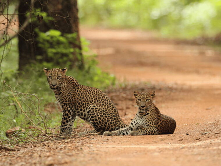 from-ella-udawalawe-yala-national-parks-2-day-tour