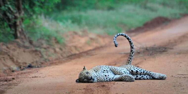from-ella-yala-national-park-jeep-safari-tour