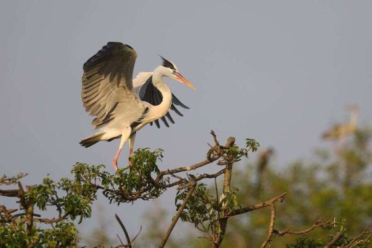 from-ella-yala-safari-with-drop-mirissa-galle