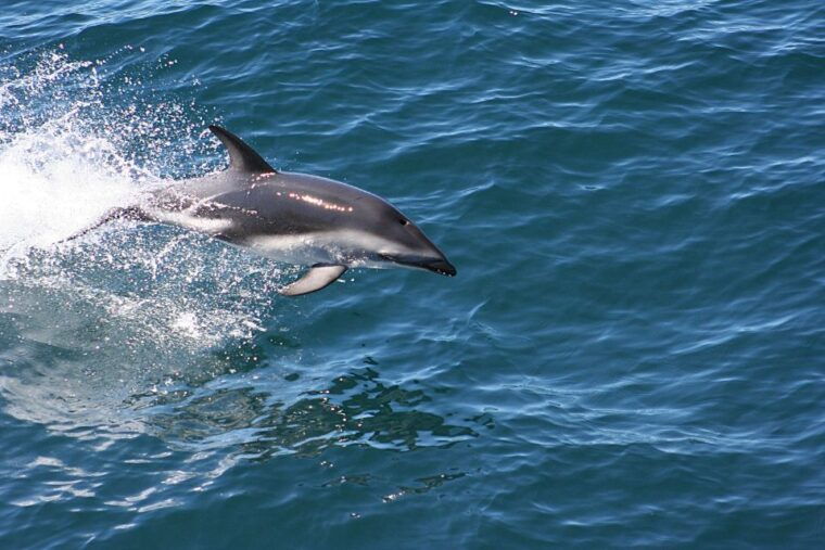 from-faro-dolphin-watching-wildlife