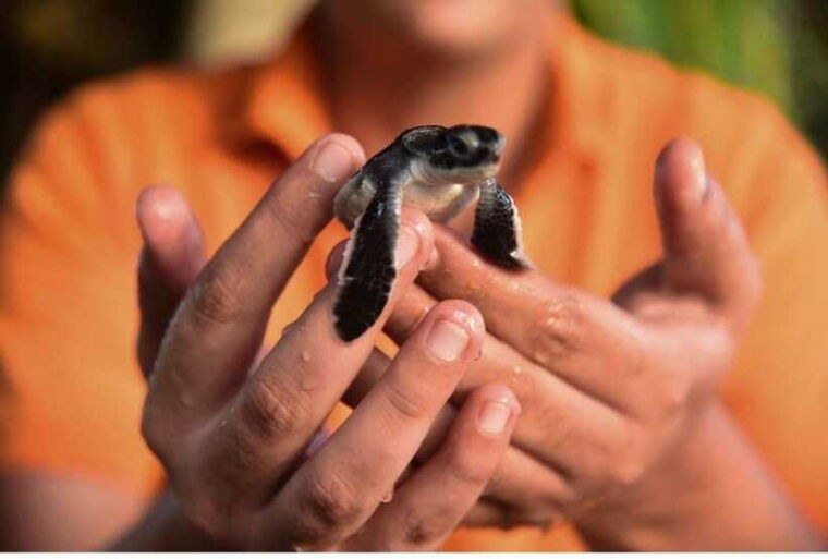 from-galle-exclusive-madu-river-safari-turtle-hatchery