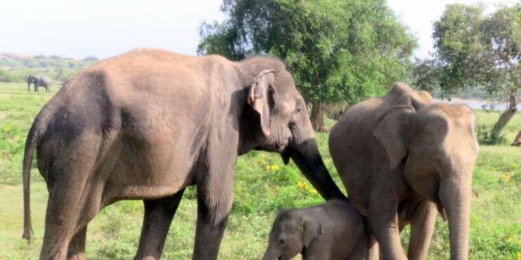 from-galle-mirissa-hikkaduwa-udawalawe-national-park-safari