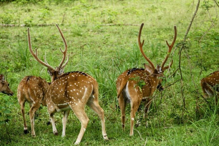 from-galle-mirissa-hikkaduwa-yala-full-day-safari-tour