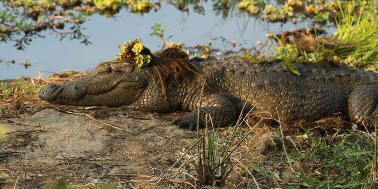 from-galle-mirissa-hikkaduwa-yala-safari-drop-off-ella