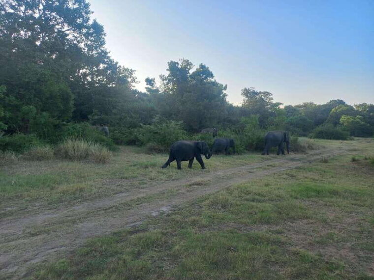 from-habarana-minneriya-national-park-4x4-jeep-safari