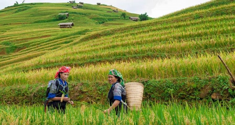 from-hanoi-3-day-sapa-trek-with-guide-homestay-and-meals
