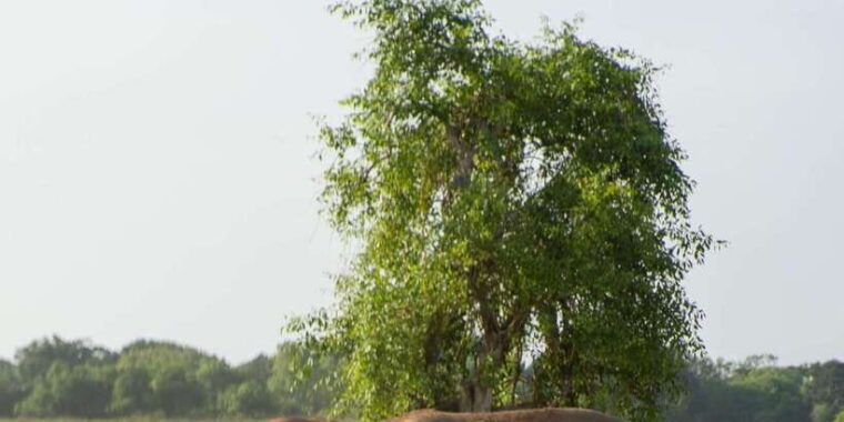 from-hikkaduwa-galle-mirissa-yala-national-park-safari