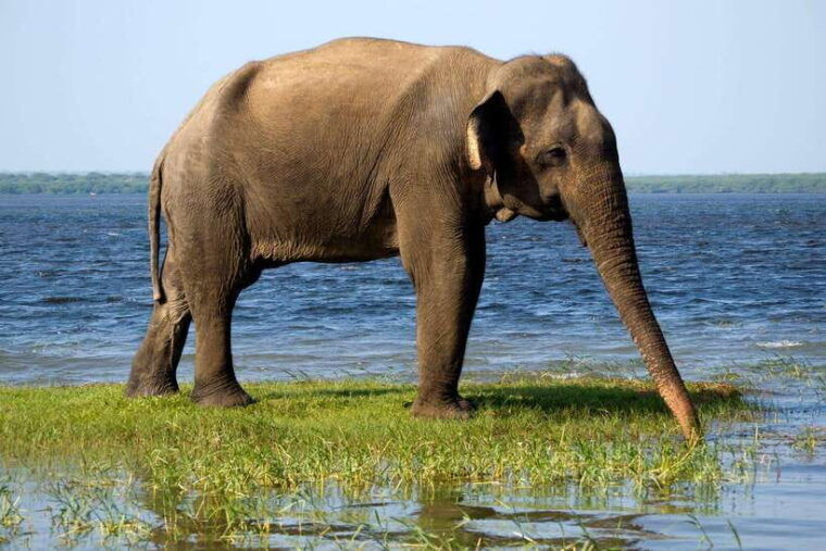 from-hikkaduwa-galle-weligama-mirissa-udawalawa-safari-tour