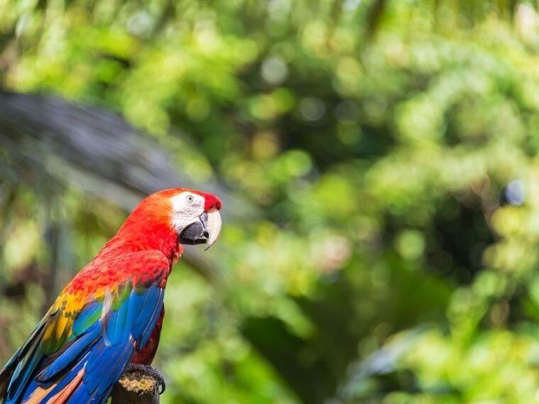 from-iquitos-amazonas-3-days-2-nights