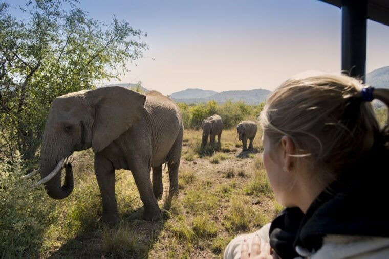 from-johannesburg-pilanesberg-nature-reserve-game-safari