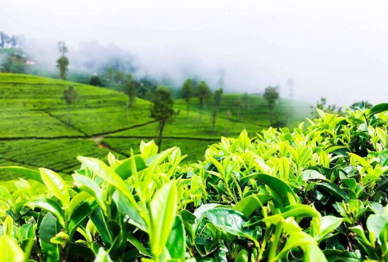 from-kandy-all-inclusive-nuwara-eliya-day-tour-with-lunch