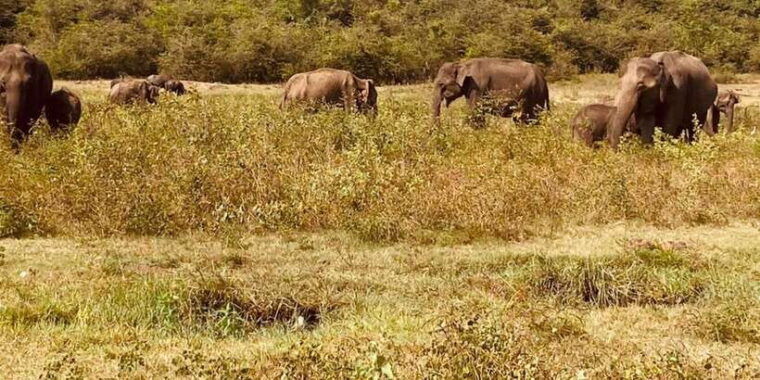 from-kandy-sigiriya-dambulla-and-minneriya-safari-day-trip