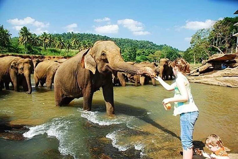 from-kandy-to-sigiriya-pinnawala-day-return-tour-by-car