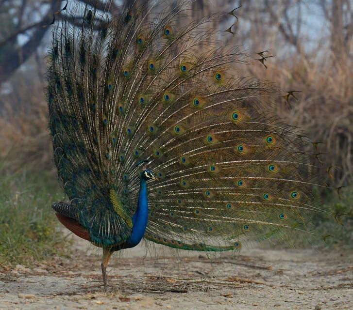 from-kathmandu-pokhara-3-days-chitwan-national-park-tours