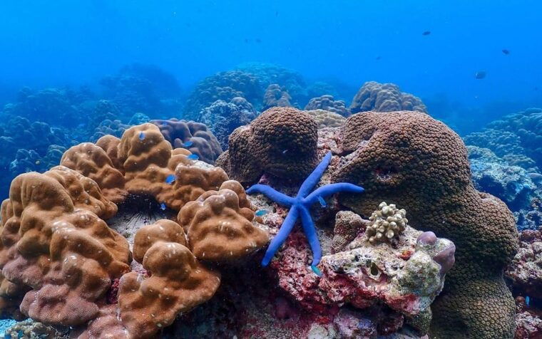 from-krabi-surin-islands-snorkeling-tour-w-meals