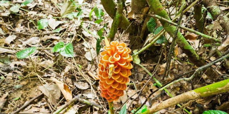 from-kuala-lumpur-full-day-taman-negara-national-park