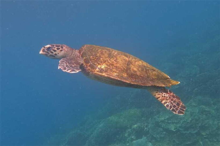 from-labuan-bajo-komodo-dragons-and-island-hop-with-all-fee