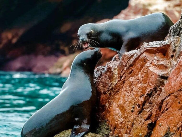 from-lima-full-day-tour-to-ica-paracas-ballestas-islands