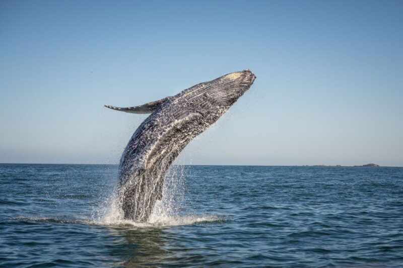 from-maalaea-afternoon-whale-watch-tour-aboard-the-malolo