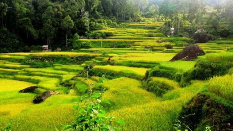 from-makassar-6-day-toraja-experience-tour-with-local-stay
