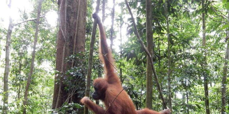 from-medan-4-day-tour-to-bukit-lawang-incl-jungle-trek