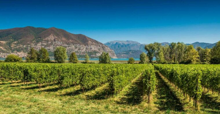 from-milan-full-day-in-franciacorta-2-wineries-lunch