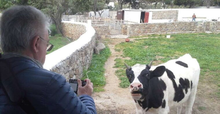 from-mykonos-ano-mera-farm-tour