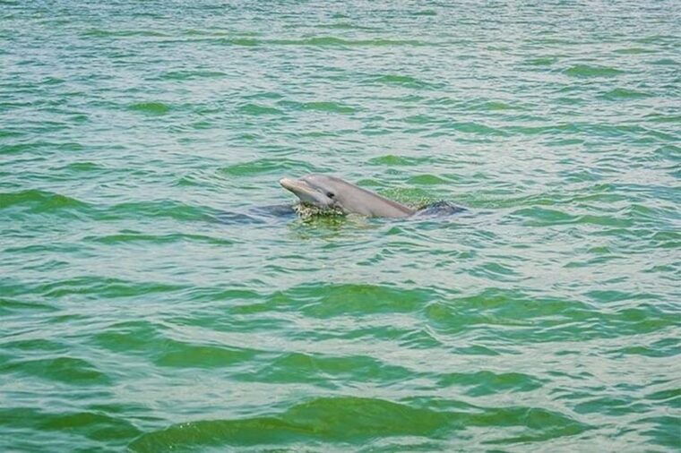from-naples-fl-marco-island-mangroves-kayak-or-paddle-tour