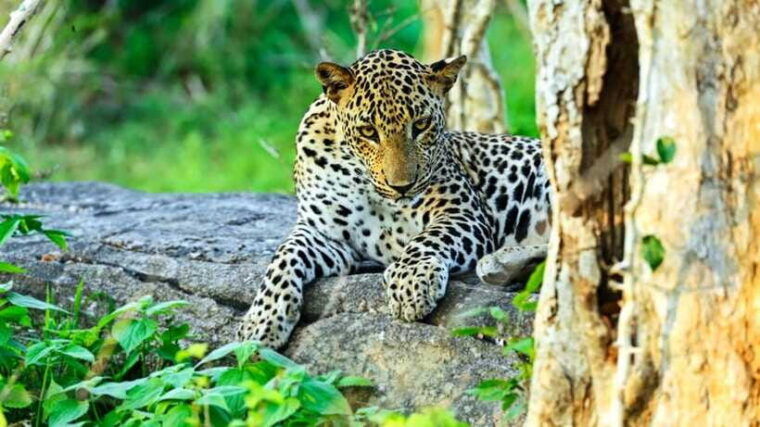 from-negombo-2-day-tour-to-ella-with-safari-at-yala-park