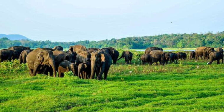 from-negombo-minneriya-national-park-safari-tour