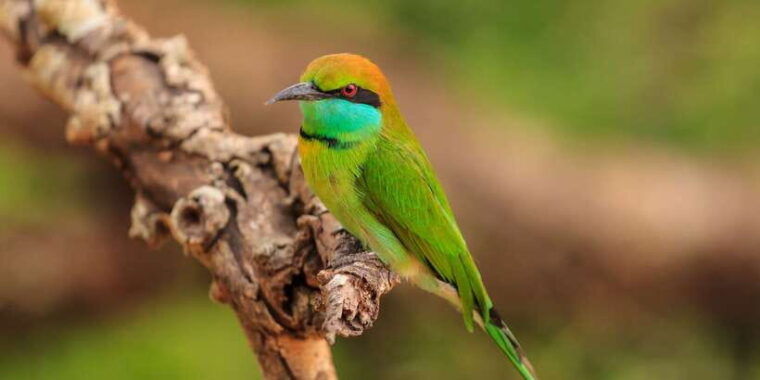 from-negombo-udawalawa-national-park-wildlife-safari