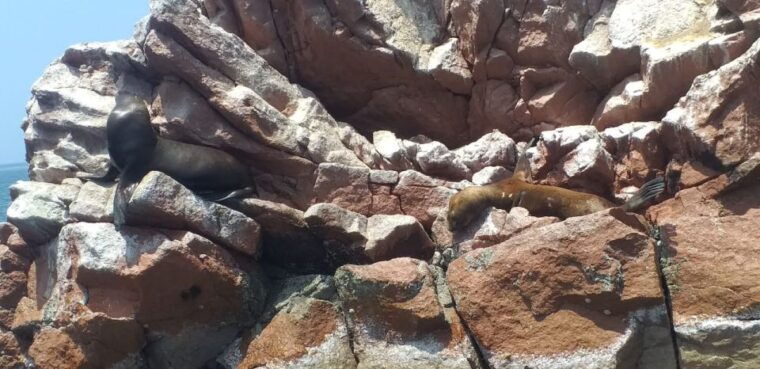 from-paracas-ballestas-island-cruise-paracas-reserve-tour