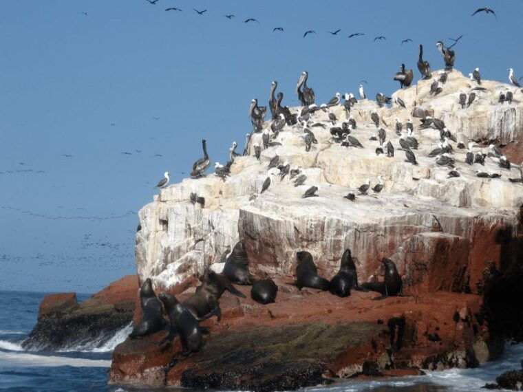 from-paracas-ballestas-islands-guided-tour