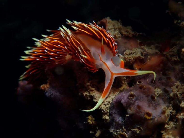 from-phi-phi-beginner-scuba-diving-day-trip-with-2-dives
