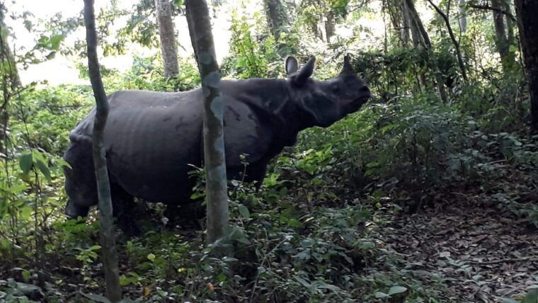 from-pokhara-3-day-2-night-wildlife-chitwan-tour-package