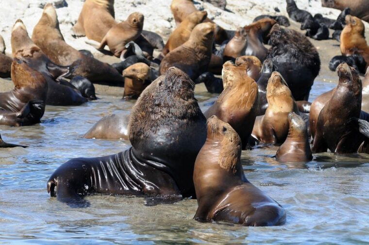 from-puerto-madryn-city-and-punta-loma-tour
