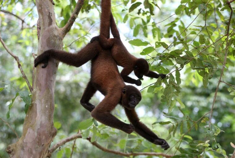 from-puerto-maldonado-1-day-kayak-monkey-island-excursion