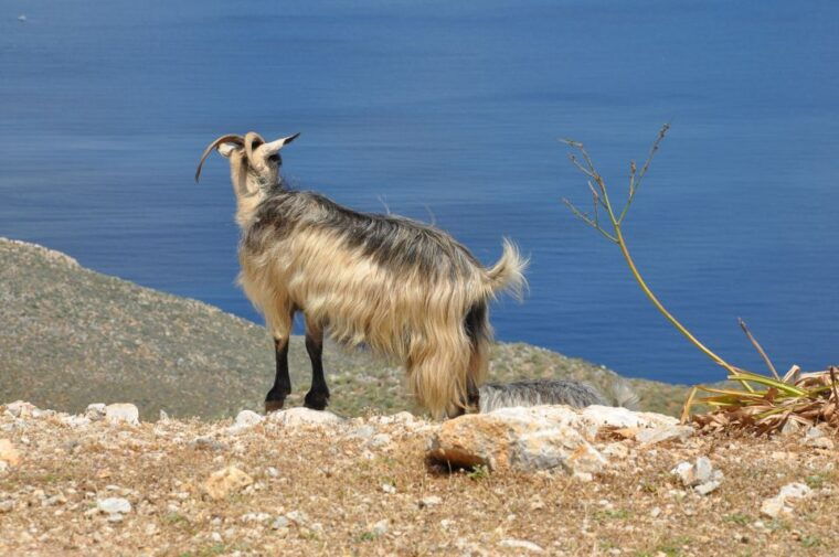from-rethymno-agios-nikolaos-and-spinaloga-tour