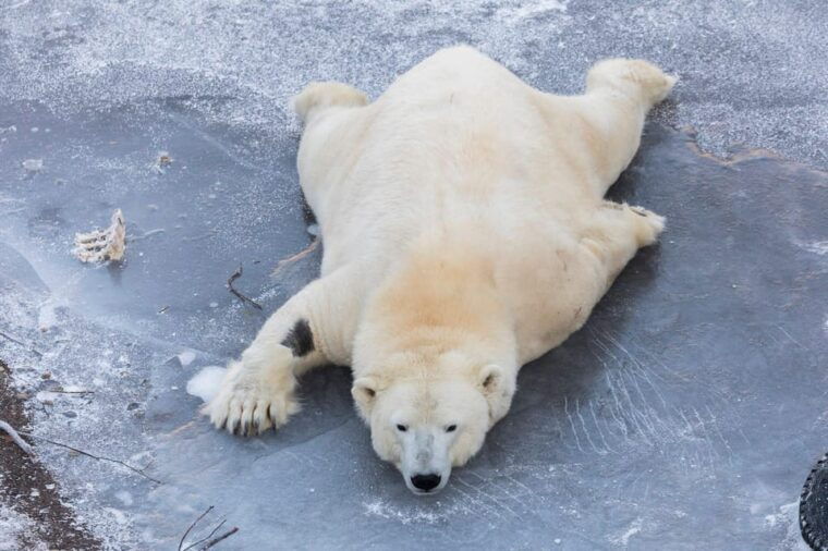 from-rovaniemi-family-friendly-visit-to-ranua-wildlife-park