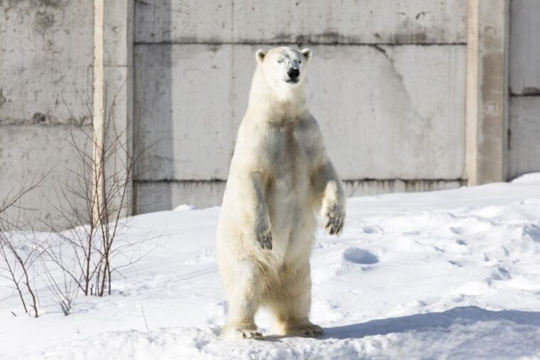 from-rovaniemi-ranua-wildlife-park-experience
