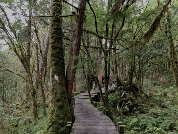 from-taipei-taipingshan-national-forest-private-day-tour
