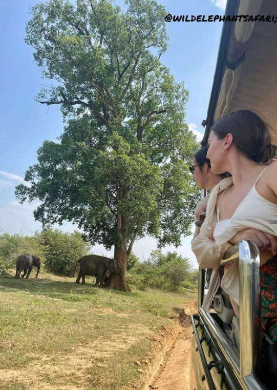 from-tangalle-yala-national-park-safari-with-drop-ella