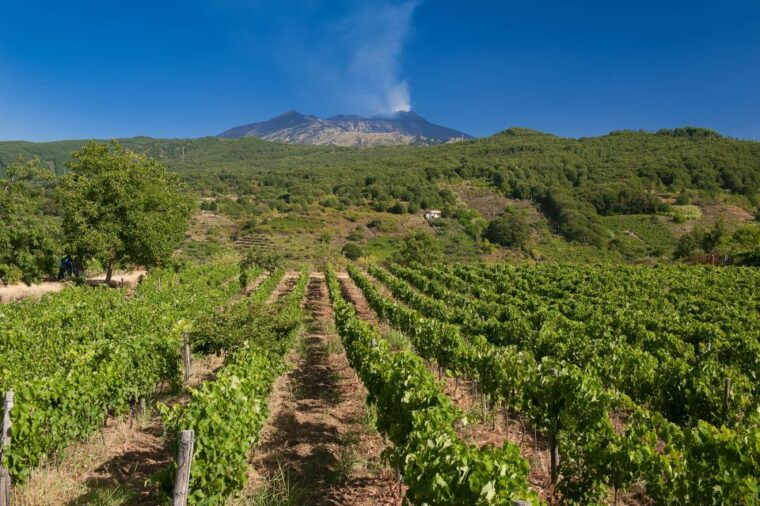 from-taormina-private-3-etna-wineries-with-food-wine