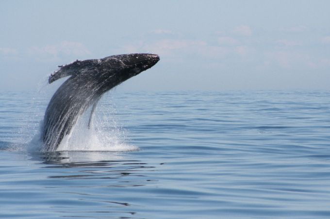 from-victoria-whale-watching-marine-wildlife-excursion