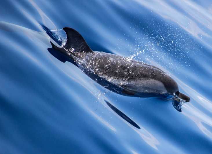 from-villefranche-sur-mer-guided-dolphin-watching-tour