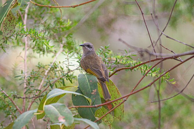 Full Day Birdlife Tour in Bribie Island - The Sum Up: Is This Tour Right for You?