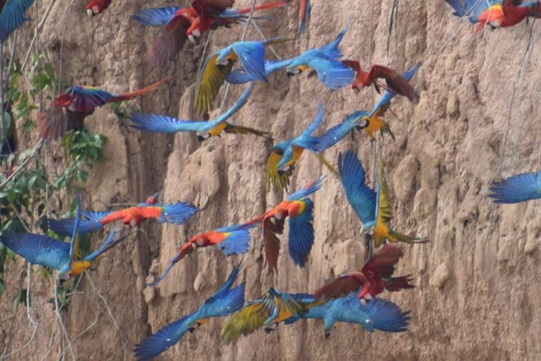 full-day-chuncho-macaw-clay-lick-big-and-colorful-macaws