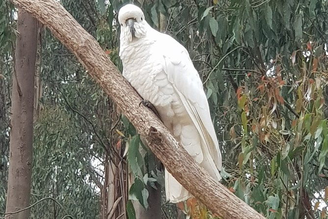 Full-Day Dandenong Ranges Tour with Pickup from Melbourne - The Sum Up