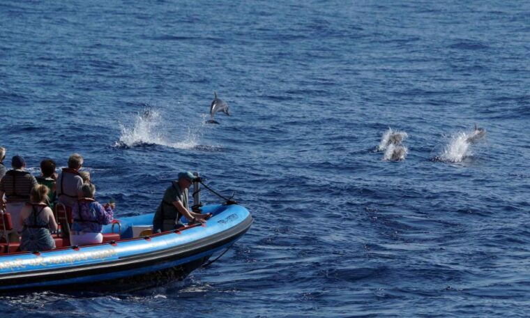 funchal-dolphin-and-whale-watching-cruise